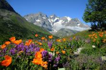 Jardin botanique alpin du Lautaret © Parc National des Ecrins