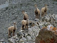 bouquetins - © H.Quellier - Parc national des Ecrins