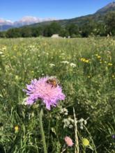 - juin 2019 _ Concours prairies fleuries Champsaur - © D.Vincent - Parc national des Ecrins