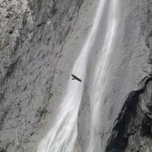 Gypaète barbu du trio de Malaval devant la pisse de Mizoën - © C. Coursier