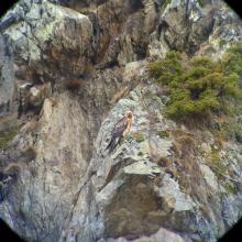 Gypaète barbu du trio de Malaval - © C. Coursier - PNE