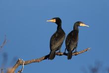 Grands cormorans © P. Saulay - PNE