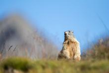 Marmotte © P. Saulay - PNE