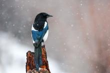 Pie bavarde © P. Saulay - CC BY NC ND
