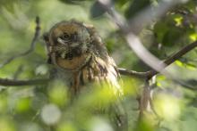 Hibou moyen-duc © P. Saulay - PNE