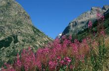 Epilobes en épi, au fond le glacier Carré ©	Roche Daniel-	Parc national des Ecrins