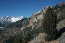 Genévrier thurifère © Marie-Geneviève Nicolas - Parc national des Ecrins