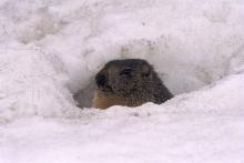 Une marmotte sort de son terrier © M-G. Nicolas - Parc national des Ecrins
