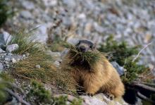 Récolte pour la chambre © R. Chevalier - Parc national des Ecrins