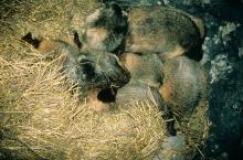 Marmottes en hibernation © J-P. Nicollet - Parc national des Ecrins