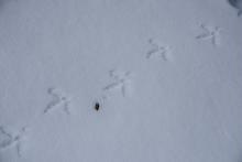 Traces de tétras lyre dans la neige © M. Coulon, PNE.