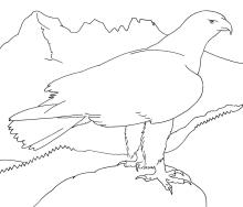 Aigle © M. Pillet, PNE
