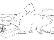 Castor © M. Pillet, PNE