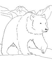 Ours © M. Pillet, PNE