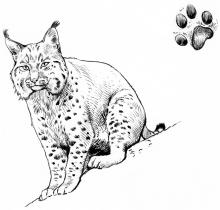 Lynx © P-E Dequest, PNE