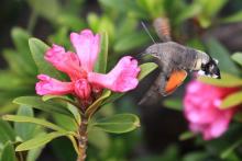 Moro sphynx sur rhododendrons © M. Corail, PNE