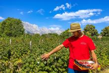 Antoine Spina, producteur de fruits rouges © B. Bodin - PNE