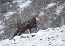 Ecole Puy St Vincent - 2015 - intervention pédagogique Parc national des Ecrins