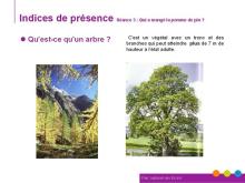 qu'est ce qu'un arbre ?