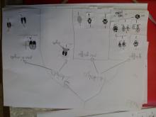 Traces et indices - école de Chauffayer- 2015-2016 © Parc national des Ecrins