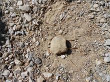 Ecole Freissinières - projet 2016-2017 avec le Parc national des Ecrins sur les insectes