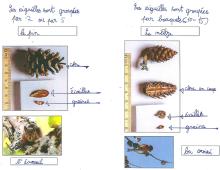 Ecole Pelvoux Vallouise - sortie et restitution traces et indices - projet pédagogique avec le Parc national des Ecrins - 2017-2018