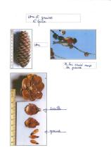 Ecole Pelvoux Vallouise - sortie et restitution traces et indices - projet pédagogique avec le Parc national des Ecrins - 2017-2018