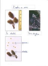 Ecole Pelvoux Vallouise - sortie et restitution traces et indices - projet pédagogique avec le Parc national des Ecrins - 2017-2018