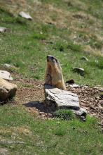 projet pédagogique Freney d'Oisans avec le Parc national des Ecrins - animaux sauvages - 2017-2018