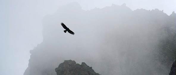 aigle royal © JP Telmon - Parc national des Écrins