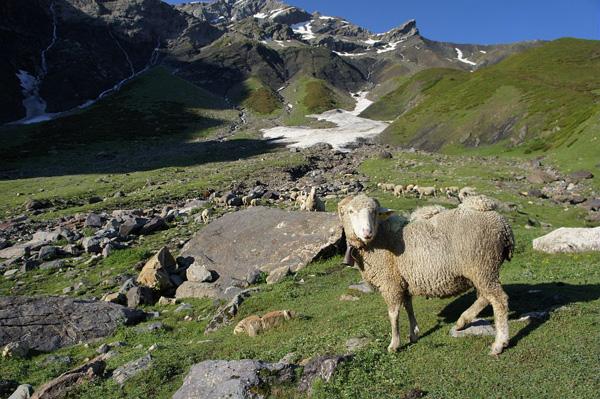 Pastoralisme Valgaudemar - © L.Imberdis -¨Parc national des Ecrins