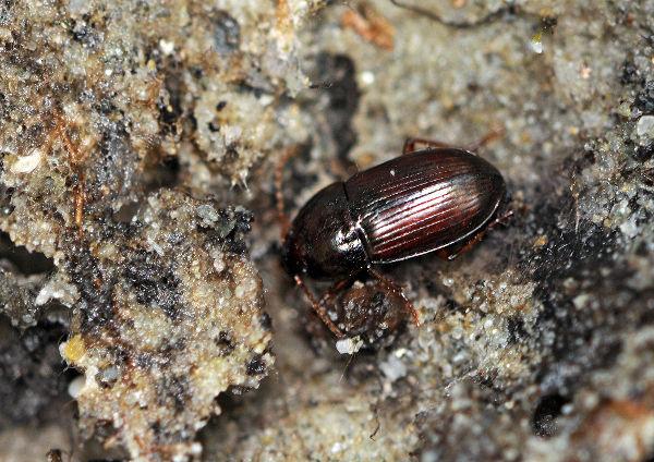 Amara brunnea - photo Frédéric Chevaillot