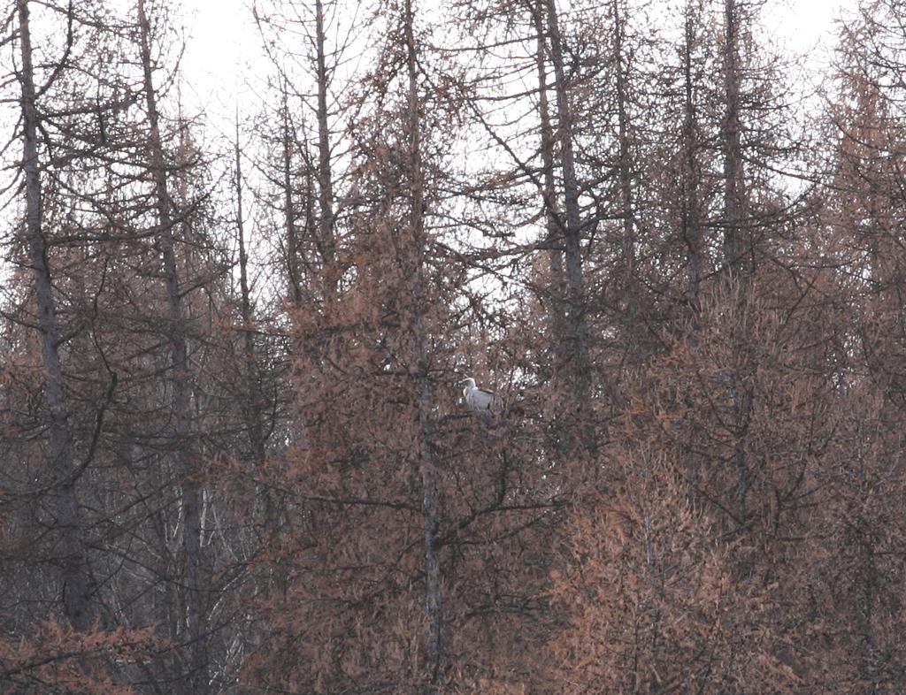 vautour fauve dans les mélèzes - dec 2014 - photo E.Dova - PNE