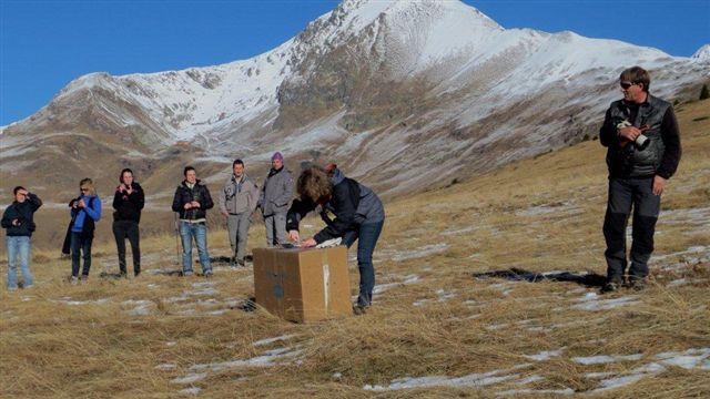 Lâché aigle royal - Oisans - déc 2014 - © Cathy Ribot