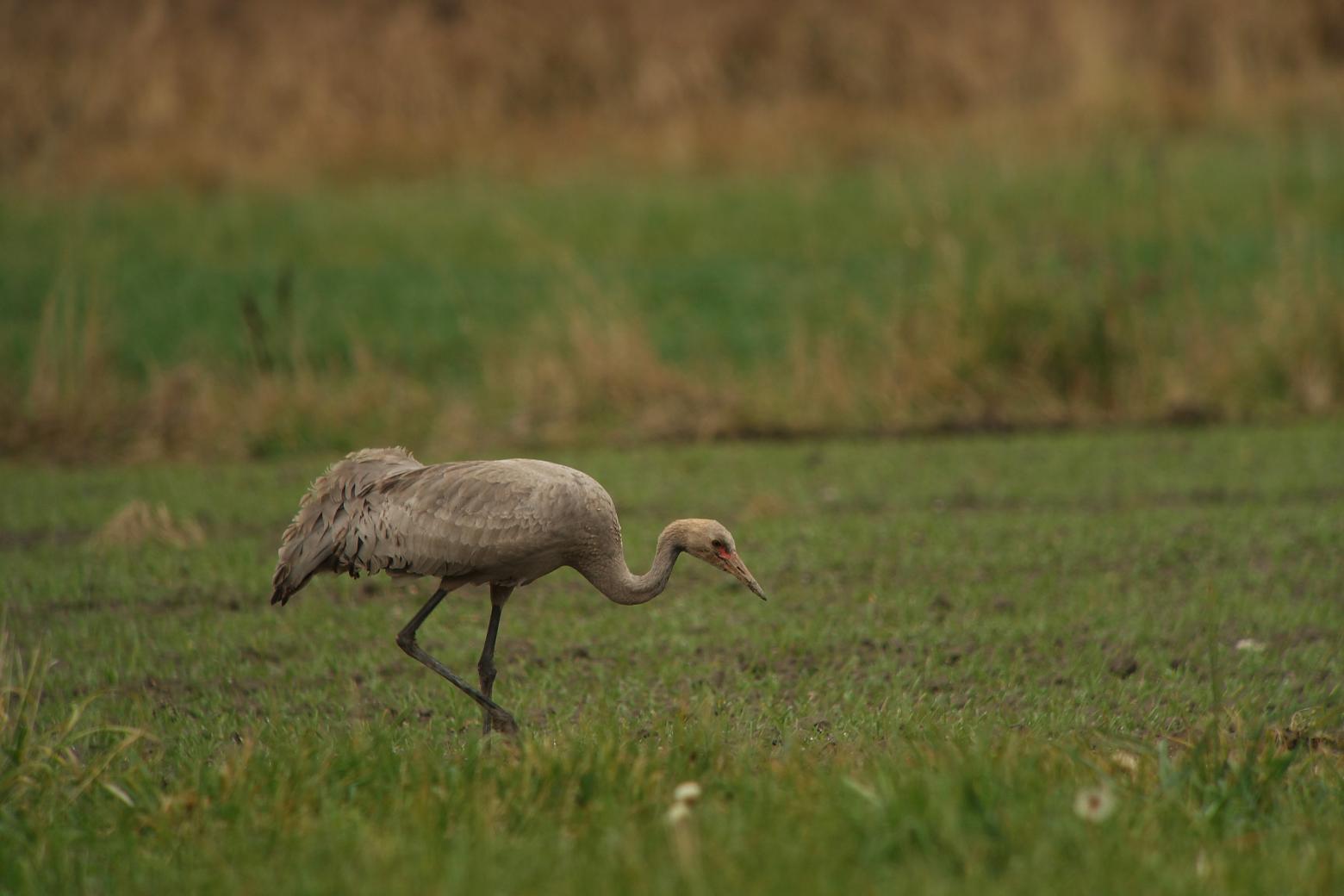 Grue cendrée © D.Combrisson - Parc national des Ecrins