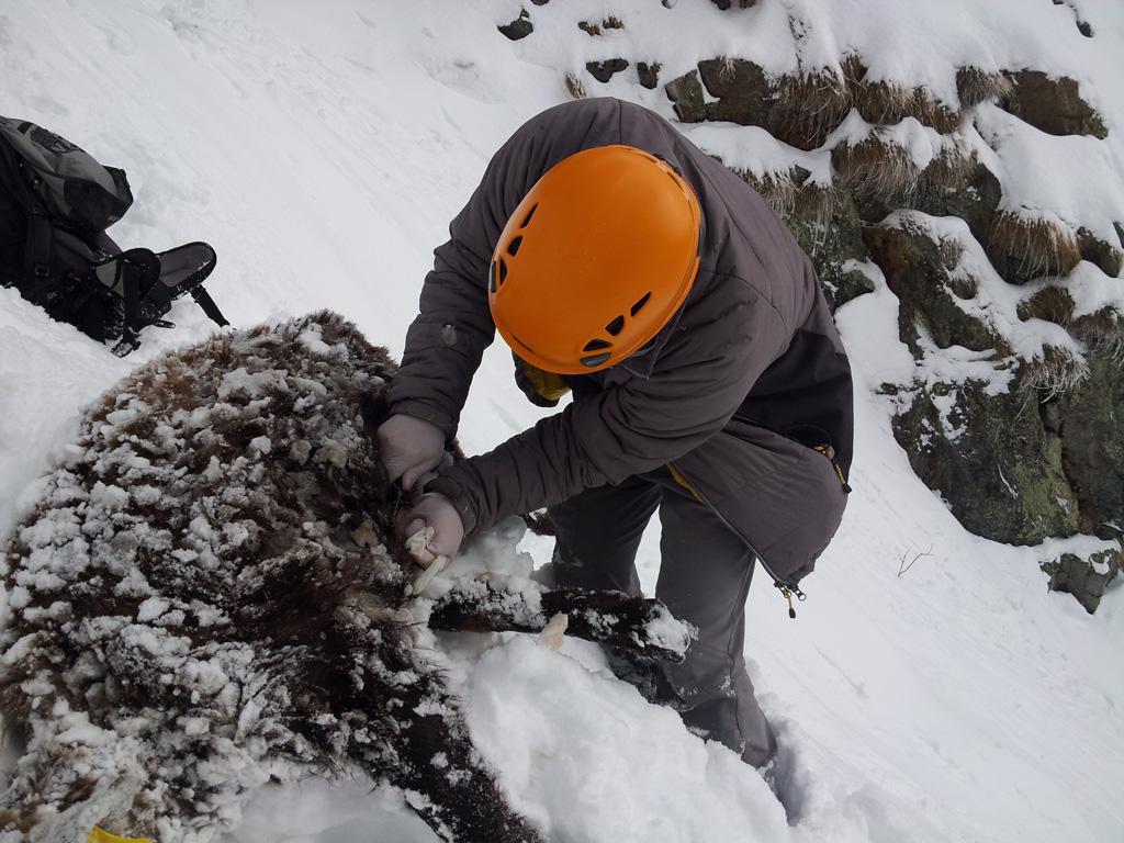 Le bouquetin mort a été retrouvé dans un vallon quasi-inacessible - © L-Imberdis/PNE