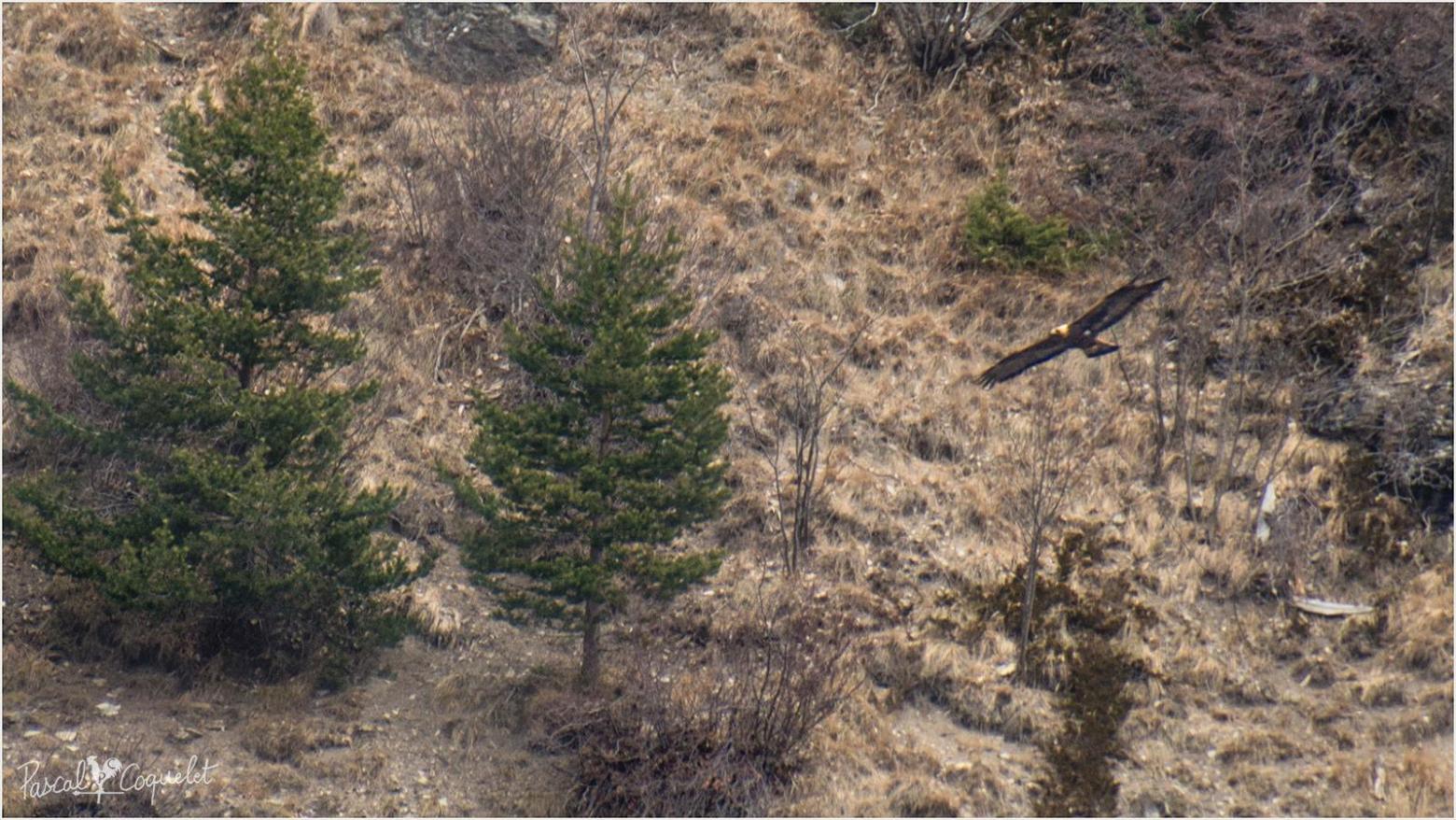 Aigle royal - poste d'observation de Saluces - Comptage aigles royaux parc national des Ecrins - mars 2015 © Pascal Coquelet