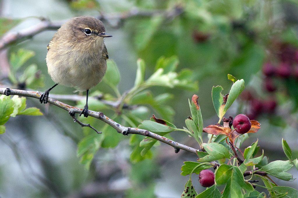 pouillot véloce  © Pascal Saulay - Parc national des Ecrins