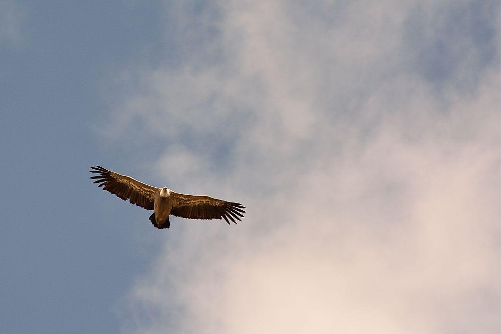 Vautour fauve - © M.Coulon - Parc national des Ecrins