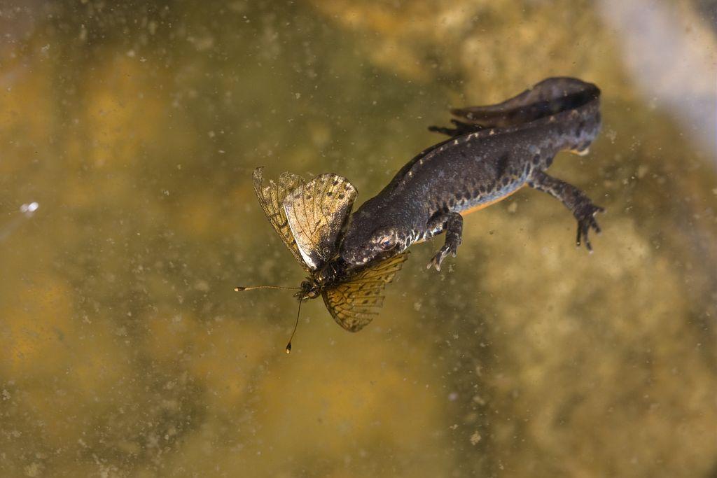 Triton avale papillon © Marc Corail - Parc national des Ecrins
