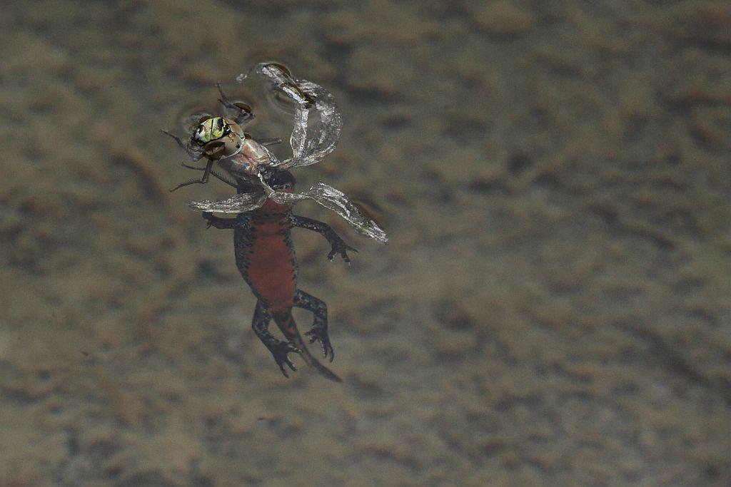 Triton avale libellule © Marc Corail - Parc national des Ecrins