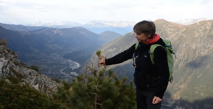 Apprendre à déterminer la croissance saisonnière d'un conifère (Cembro), avec Anne Delestrade, chercheure au CREA