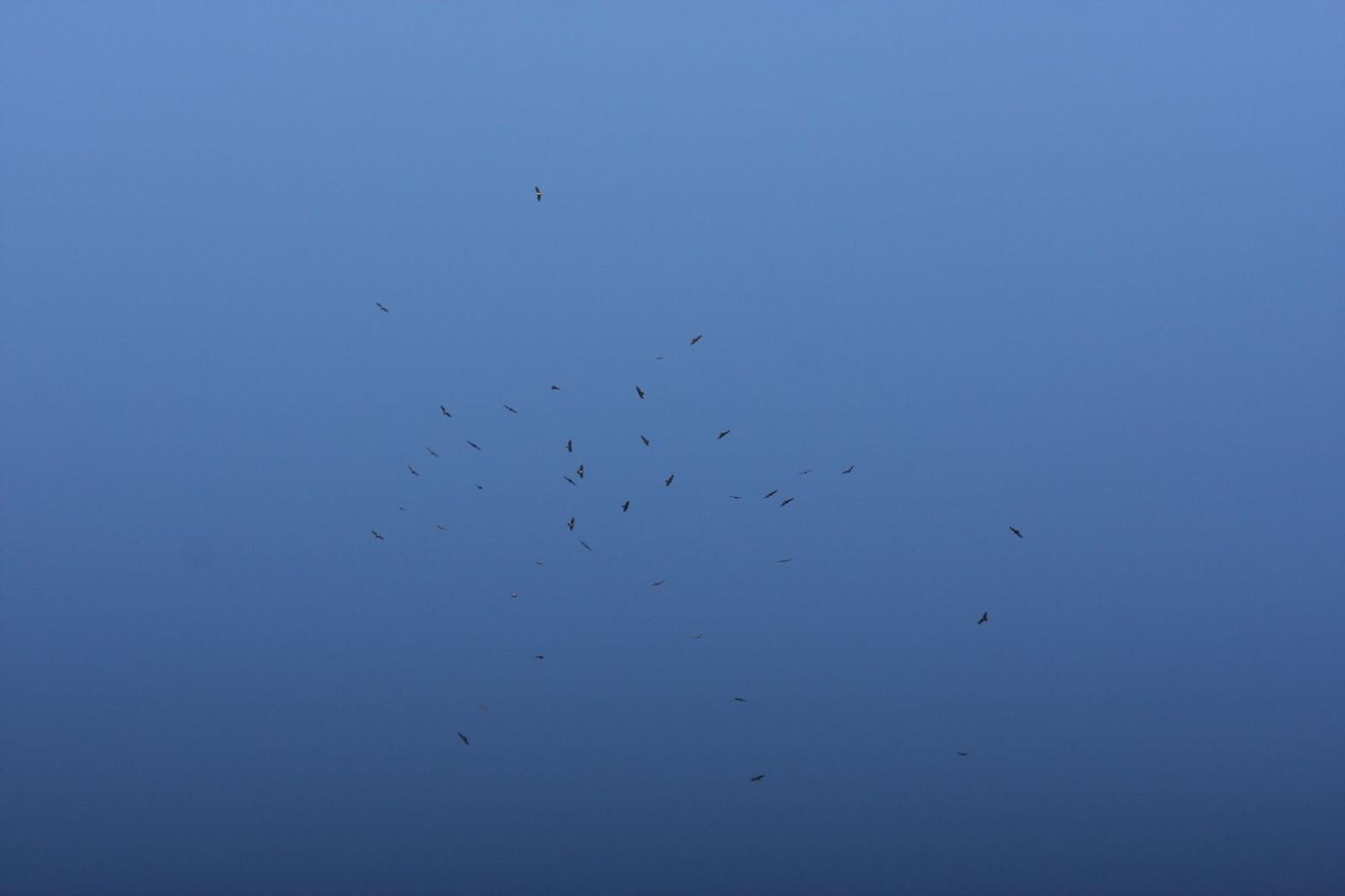 Observation comptage bondrées août 2015 © D.Combrisson - parc national des Ecrins