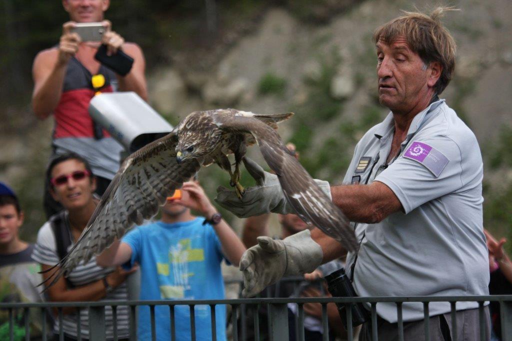 Comptage vautour et lâcher de rapaces en Embrunais - © D.Combrisson - Parc national des Ecrins