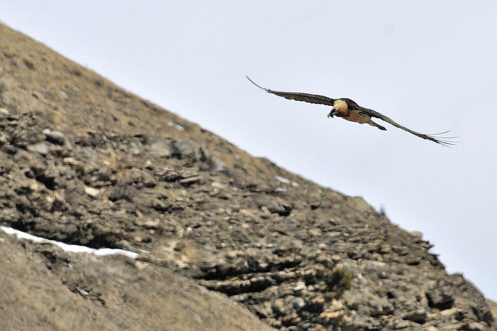 Gypaète barbu © M.Coulon - Parc national des Ecrins