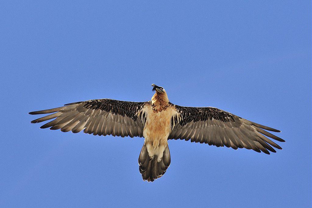 Gypaète barbu © M.Coulon - Parc national des Ecrins