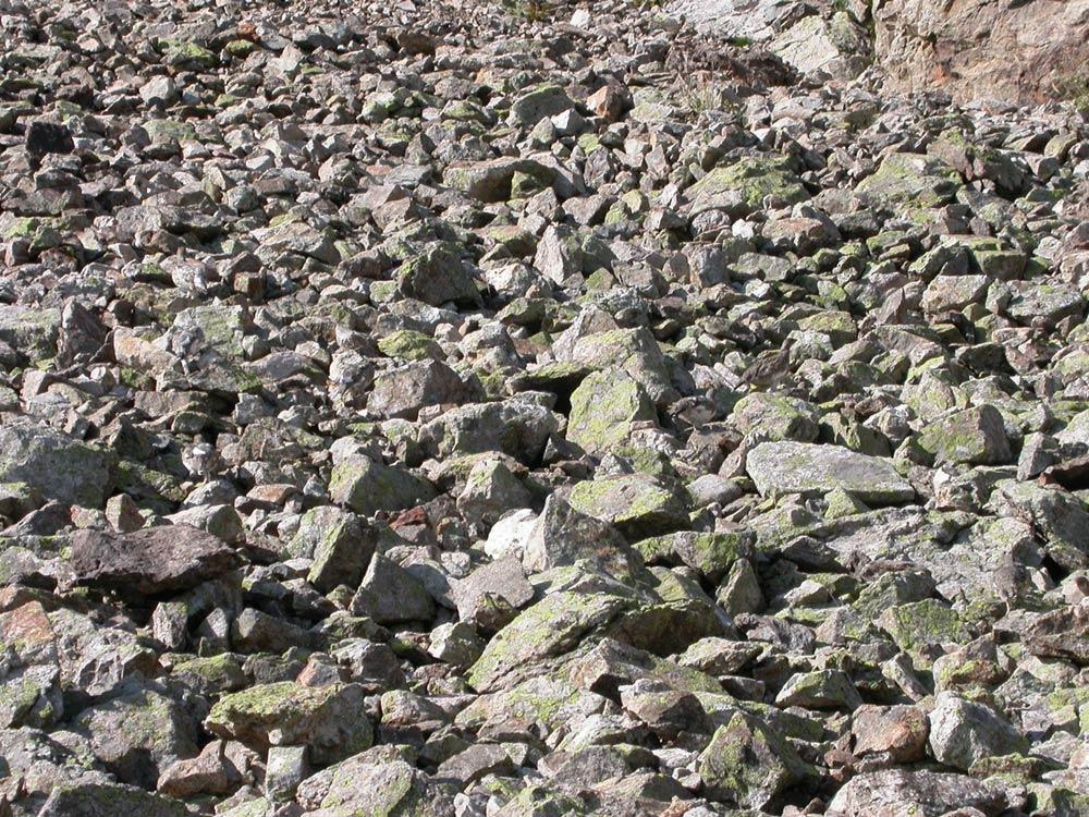 L'image mystère des lagopèdes © C.Albert - parc national des Ecrins 2011