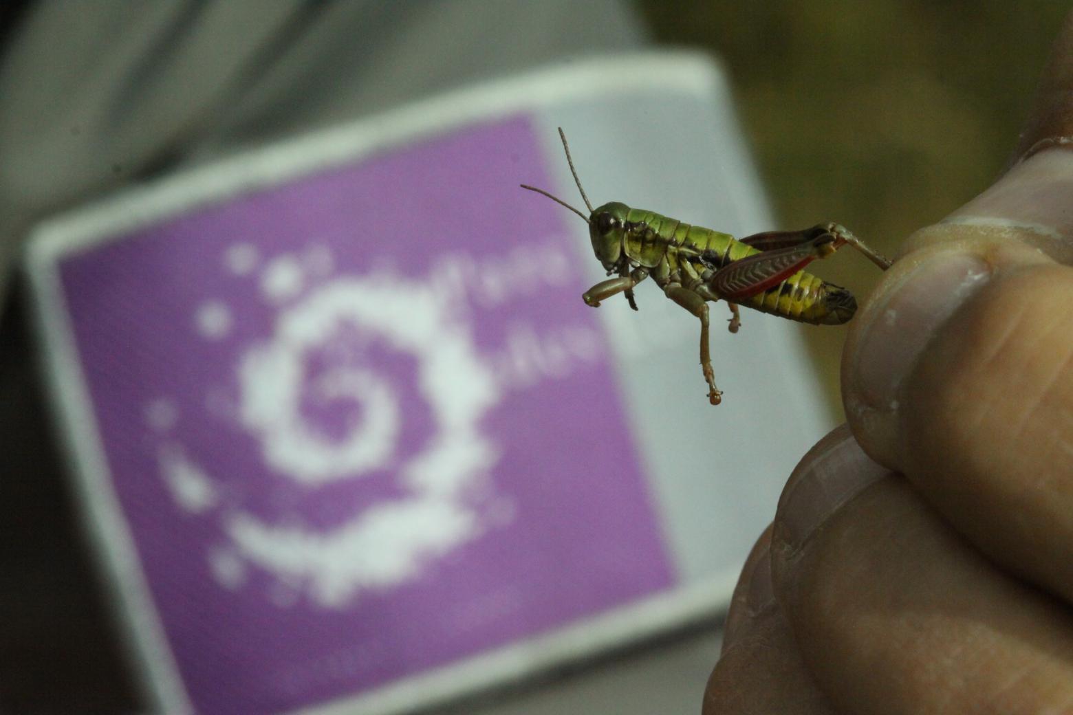 La miramelle piémontaise (Epipodisma pedemontana waltheri), découverte en 2015 dans le Parc national des Ecrins © D.Maillard - parc national des Ecrins