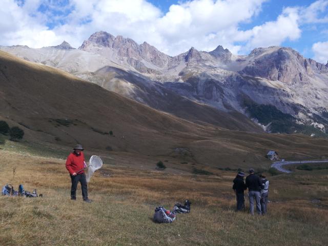 Formation orthoptère  © D.Maillard - parc national des Ecrins