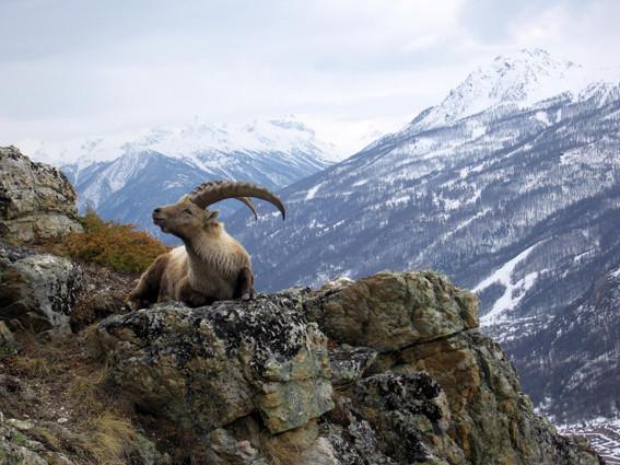 tournage bouquetins Claude Andrieux -  Parc national des Ecrins